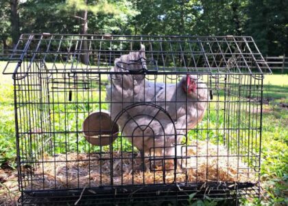 how-to-transport-chickens-420x300